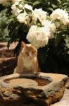 Garden Cat image